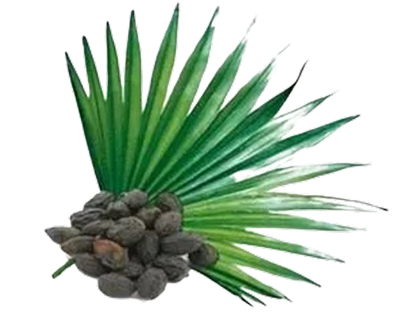  SAW PALMETTO EXTRACT